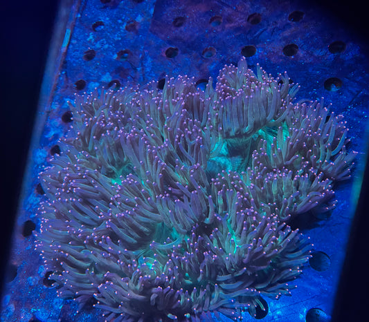 XL PINK TIP ELEGANCE 10 INCH