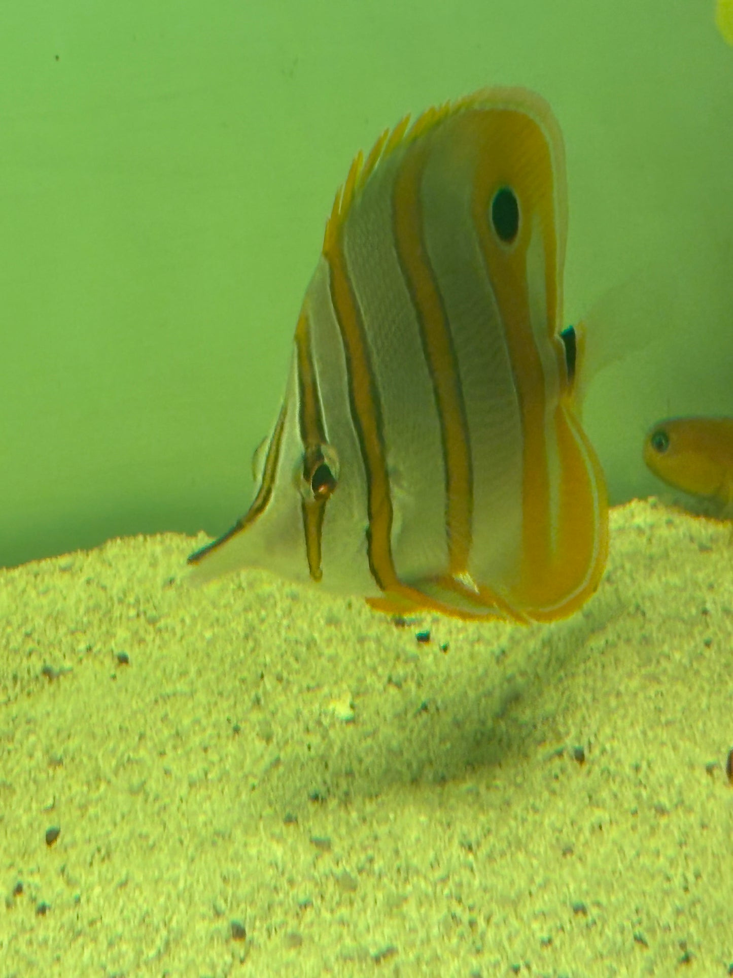Copperband Butterflyfish