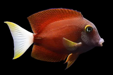 White-Tailed bristletooth Tang XL
