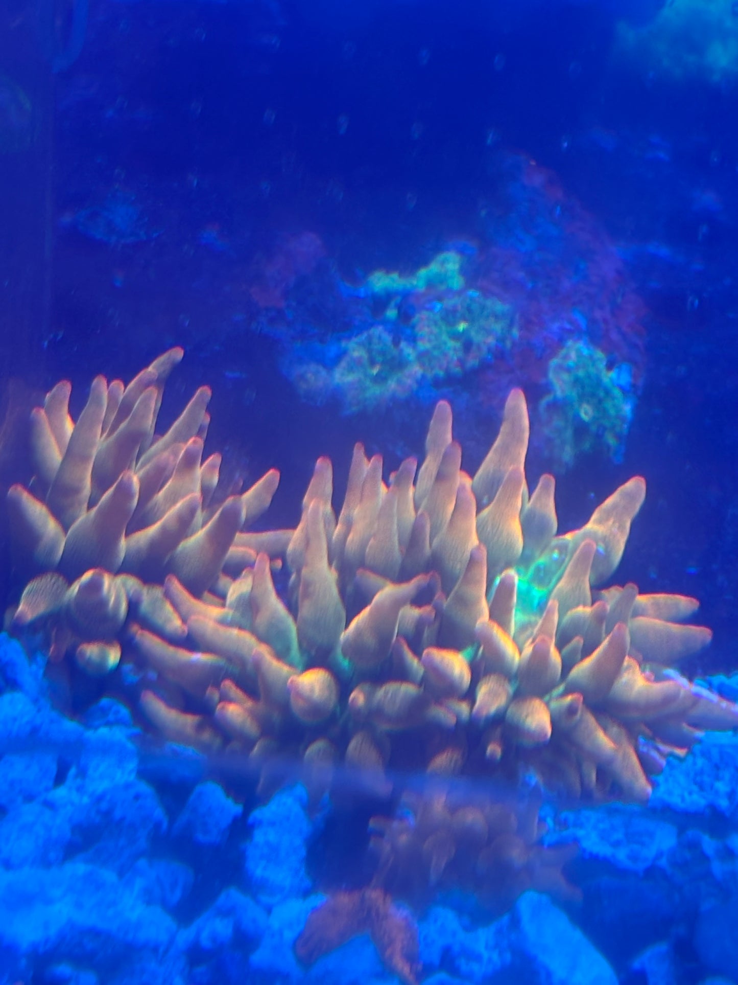 Hawaiian punch Anemone