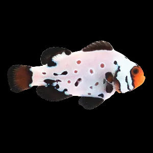 Frostbite clownfish