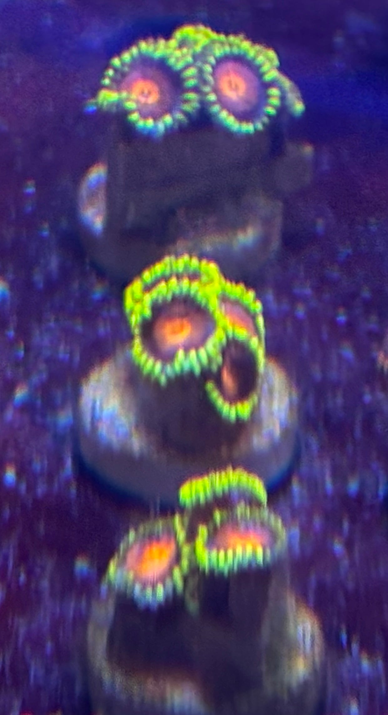 Spit Fire Zoas