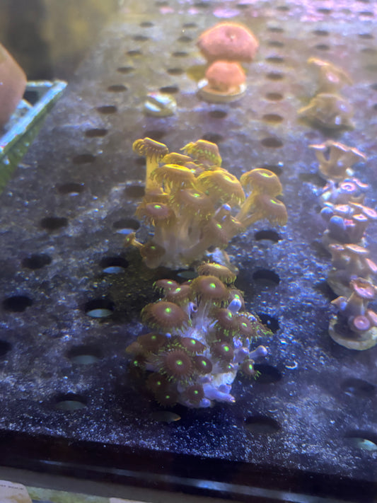Bozo Birthday Zoas mini colony