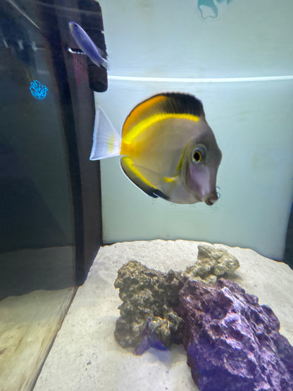 Powder Brown Tang