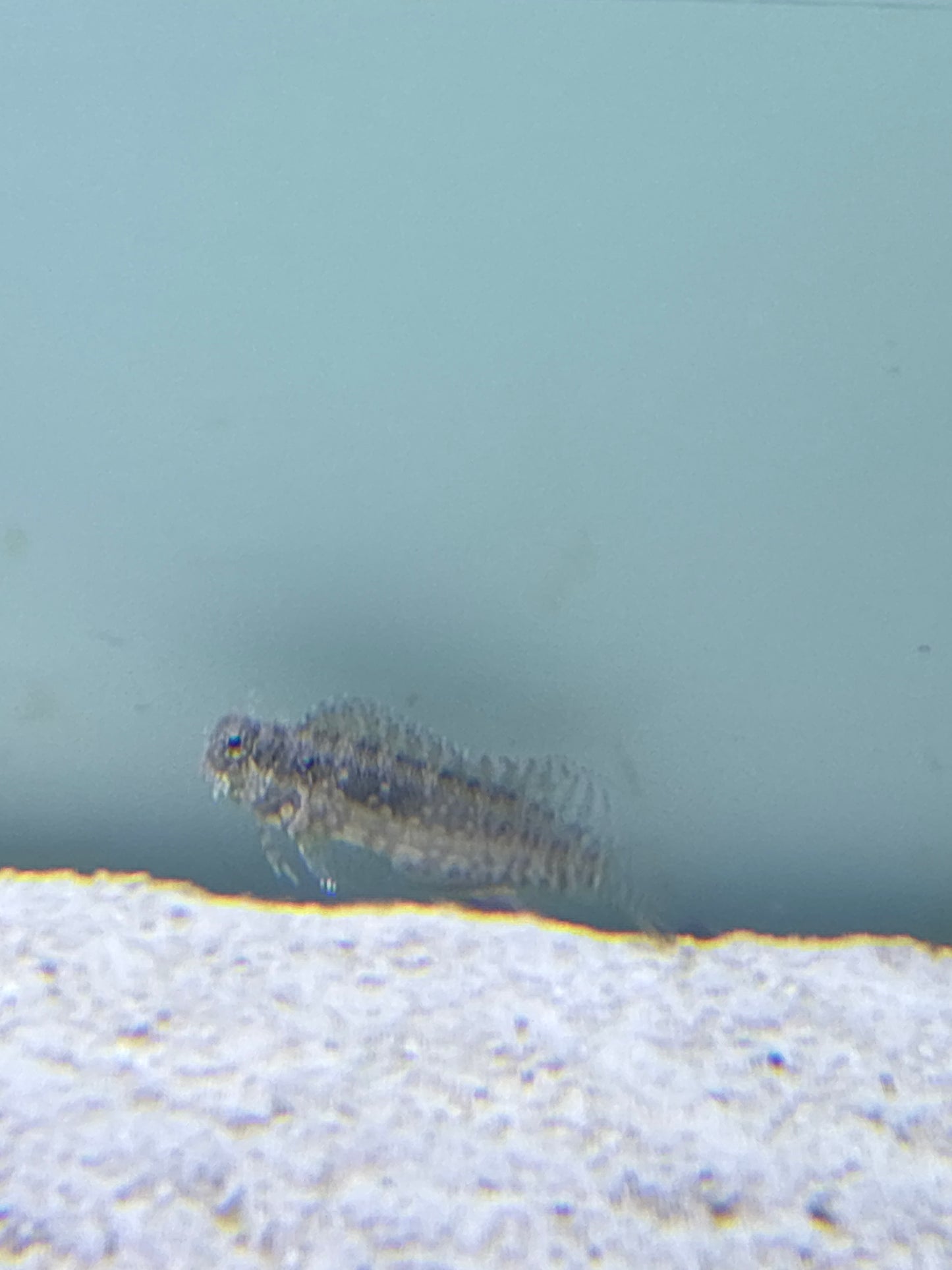 lawnmower blenny #1