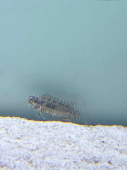 lawnmower blenny #1
