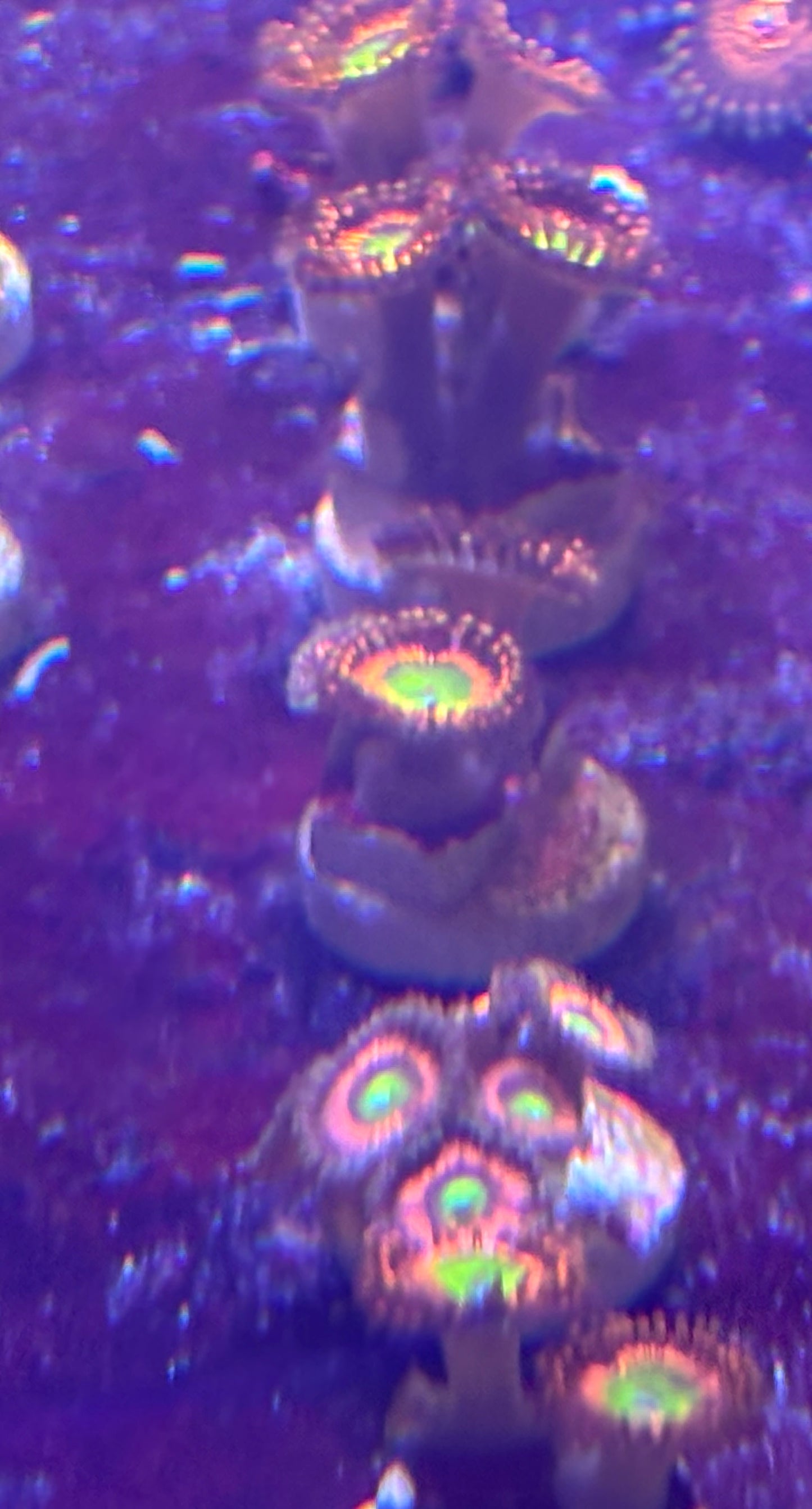 Bowser Zoas