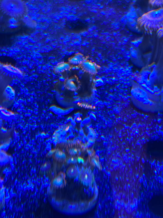 Gatorade Zoas