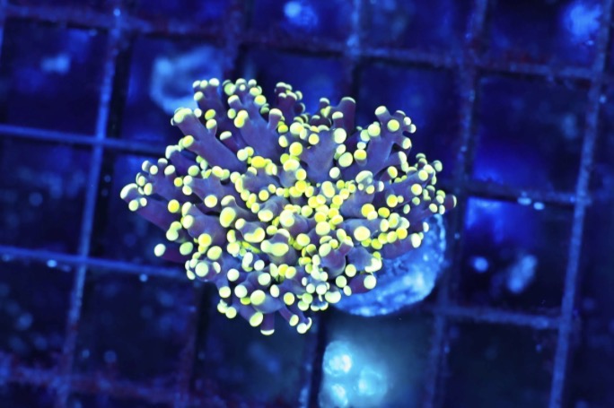 Yellow tip octospawn