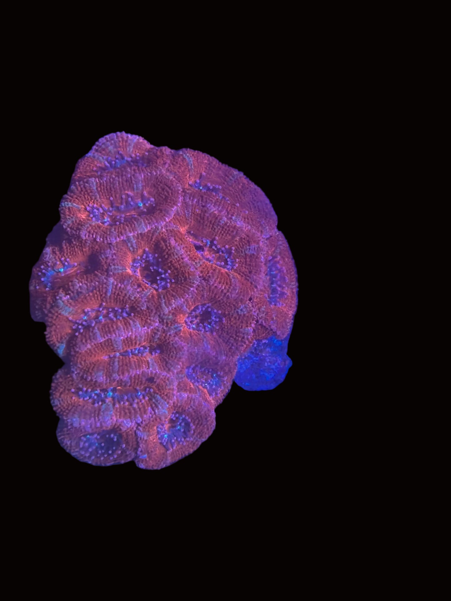 acan large colony
