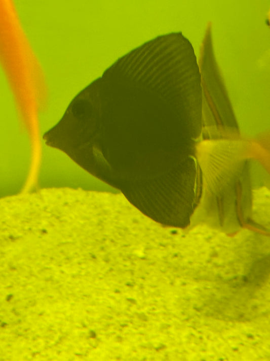 Purple Tang