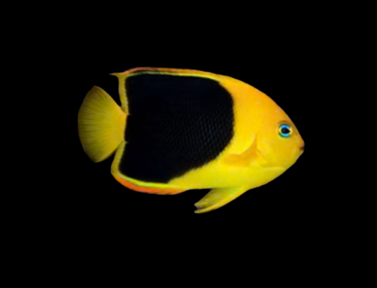Rock beauty dwarf angelfish