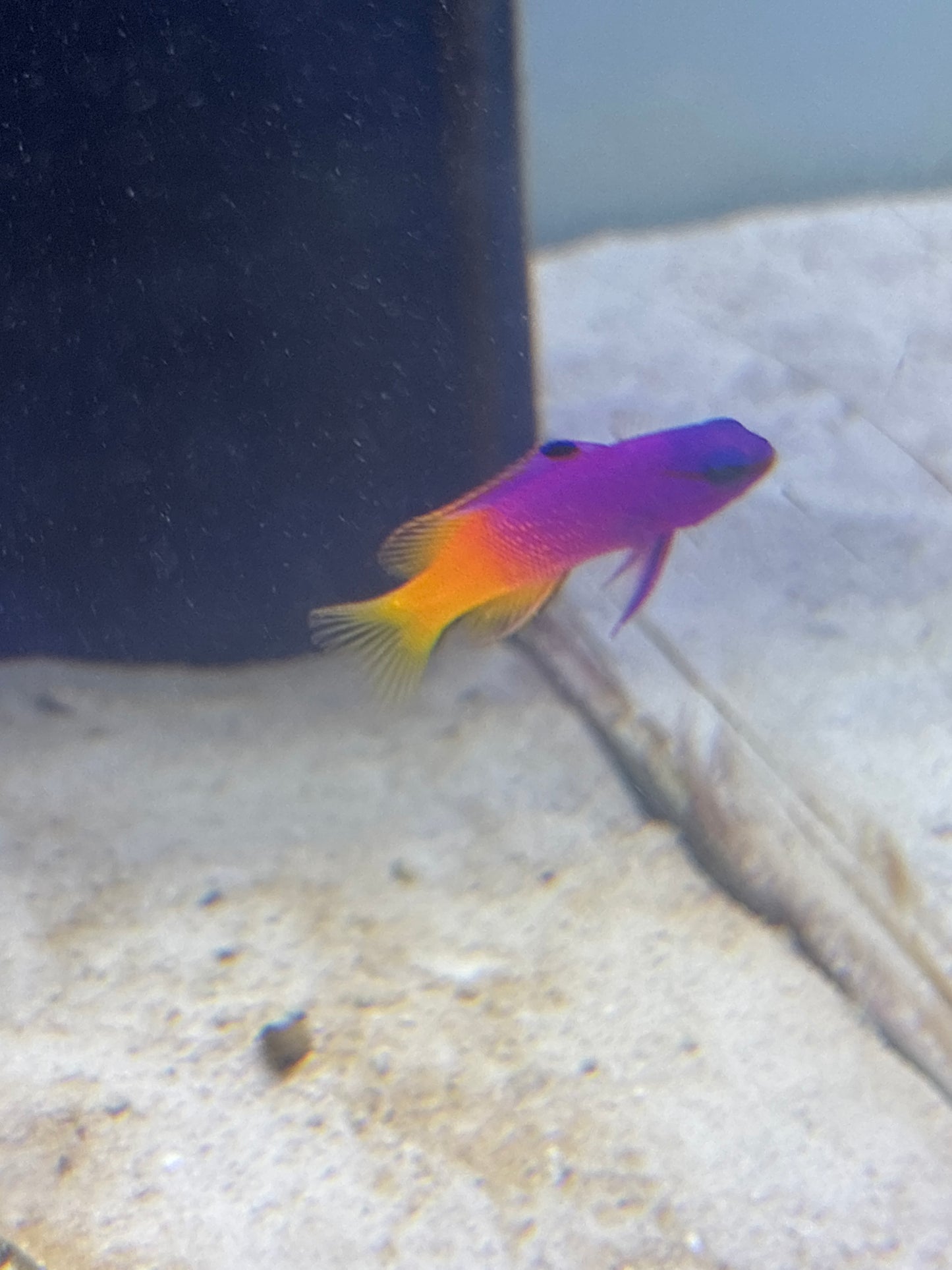 Royal Gramma Basslet