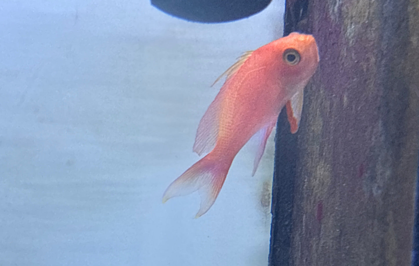 Randall’s anthias male