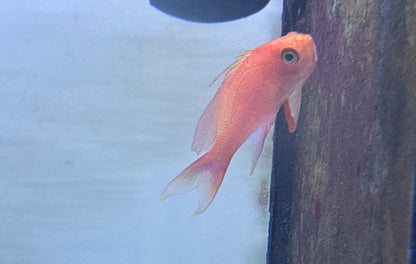 Randall’s anthias male