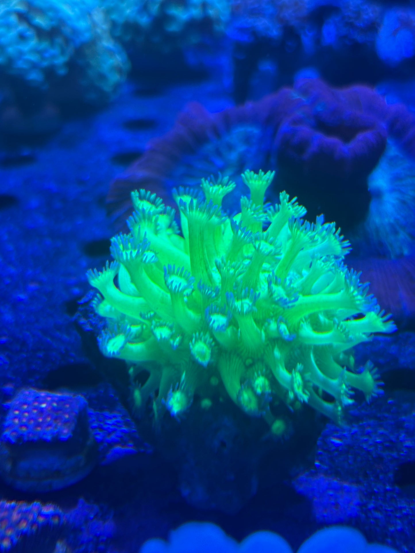 Highlighter Goniopora