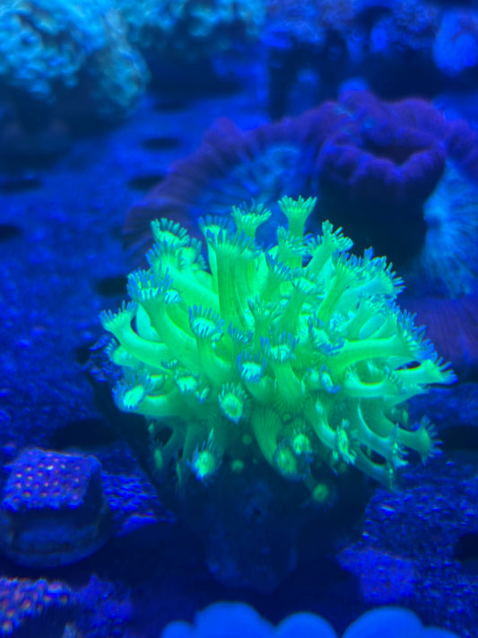 Highlighter Goniopora