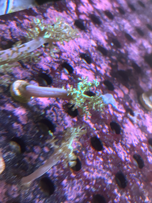 Neon Green kenya tree