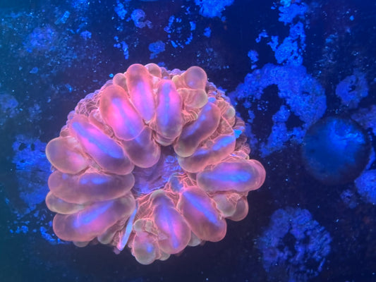 Indo Red Hot Cynarina