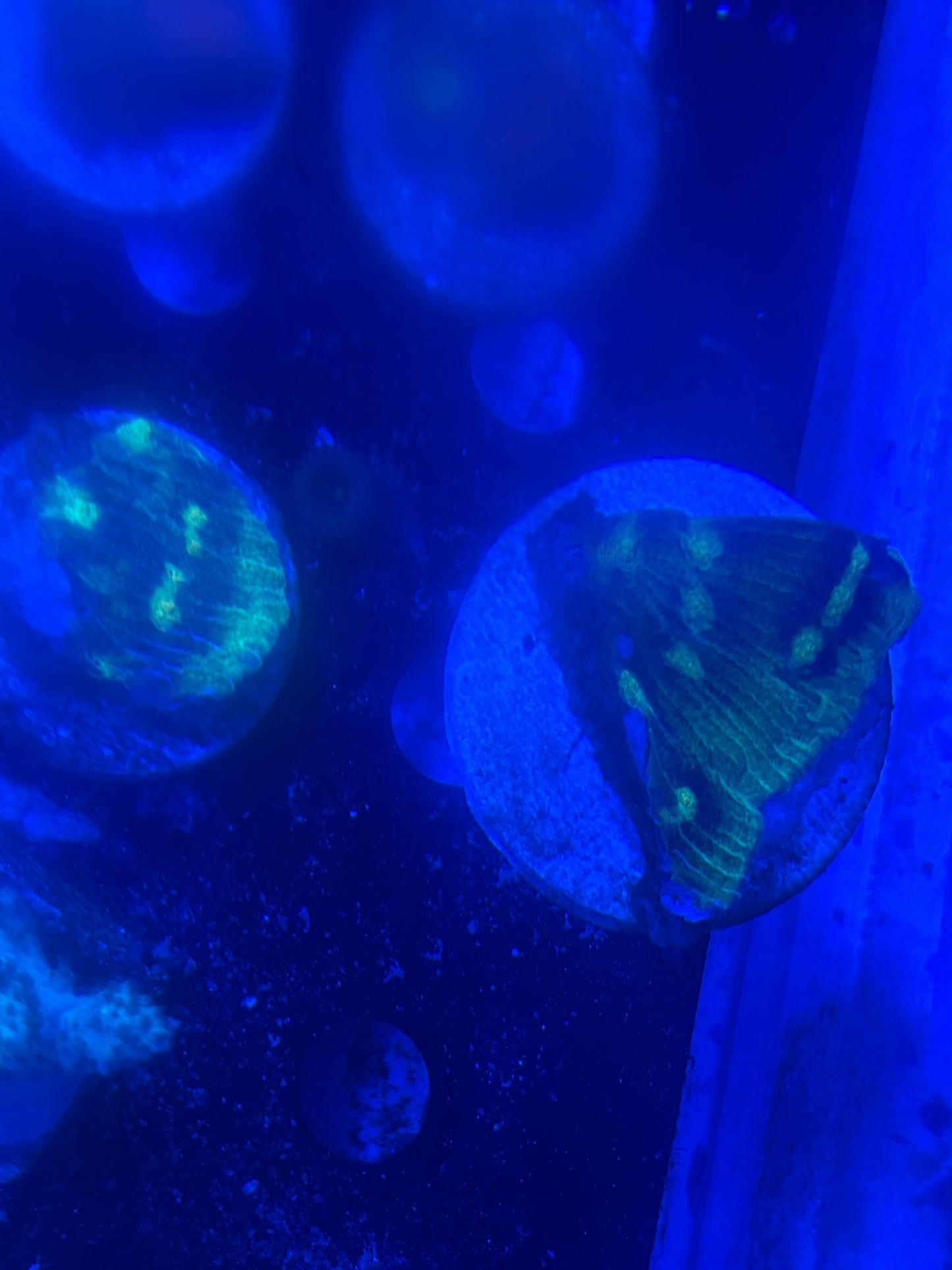 Raja rampage chalice