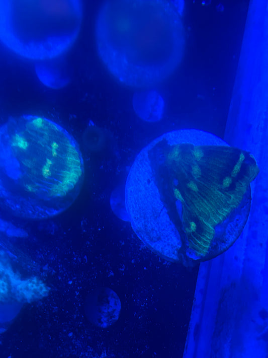 Raja rampage chalice