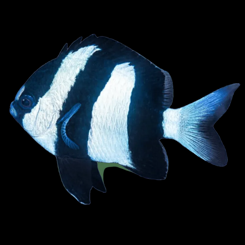 3 STRIPE DAMSEL