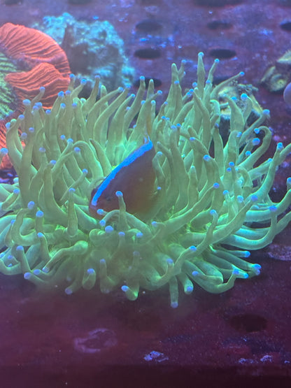 Long tentacle plate coral
