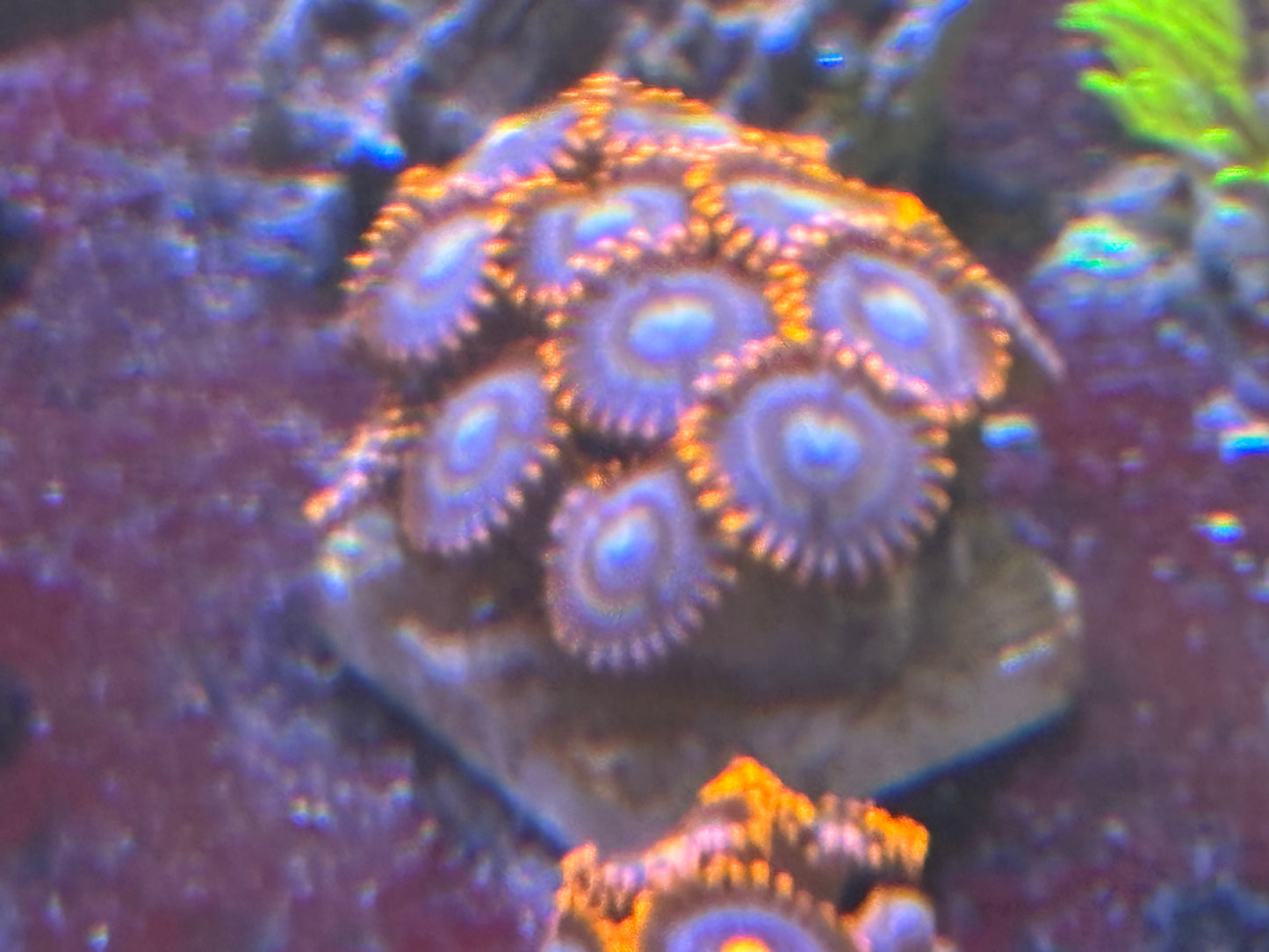 Fire and ice zoas mini colony
