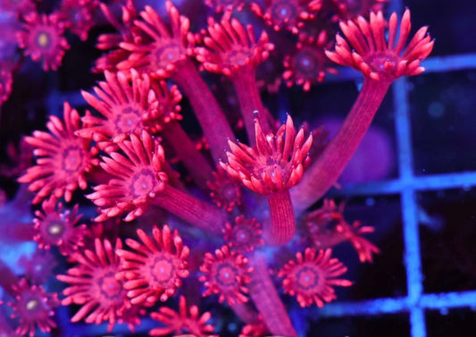 red hot goniopora
