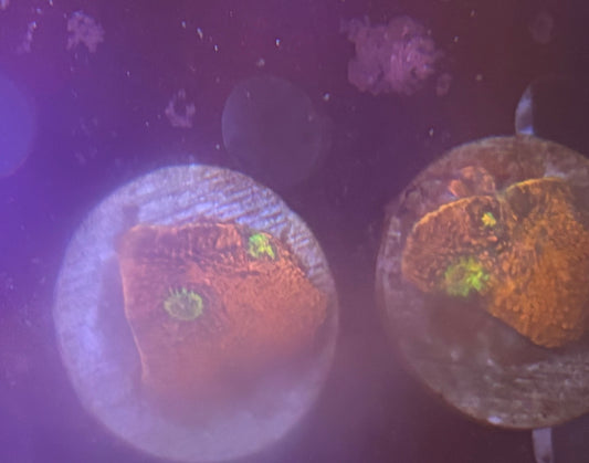 Pink Boobies Chalice