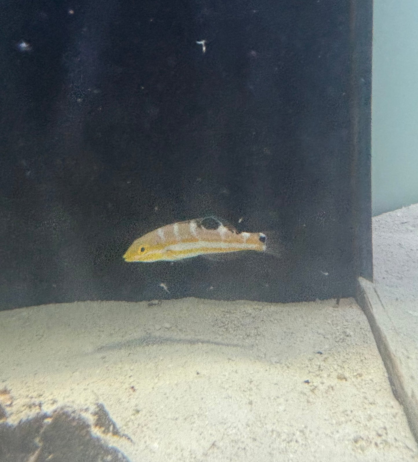 Pudding wife wrasse juvenile