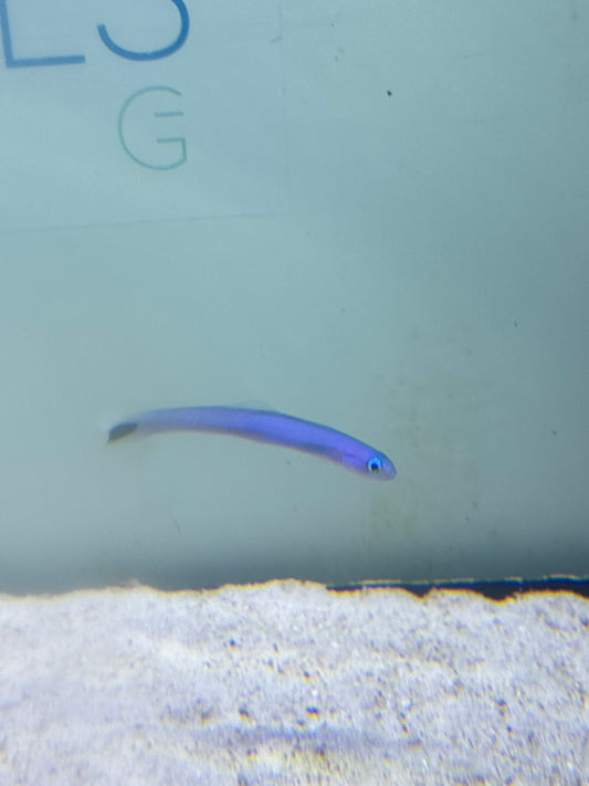 Blue Gudgeon goby