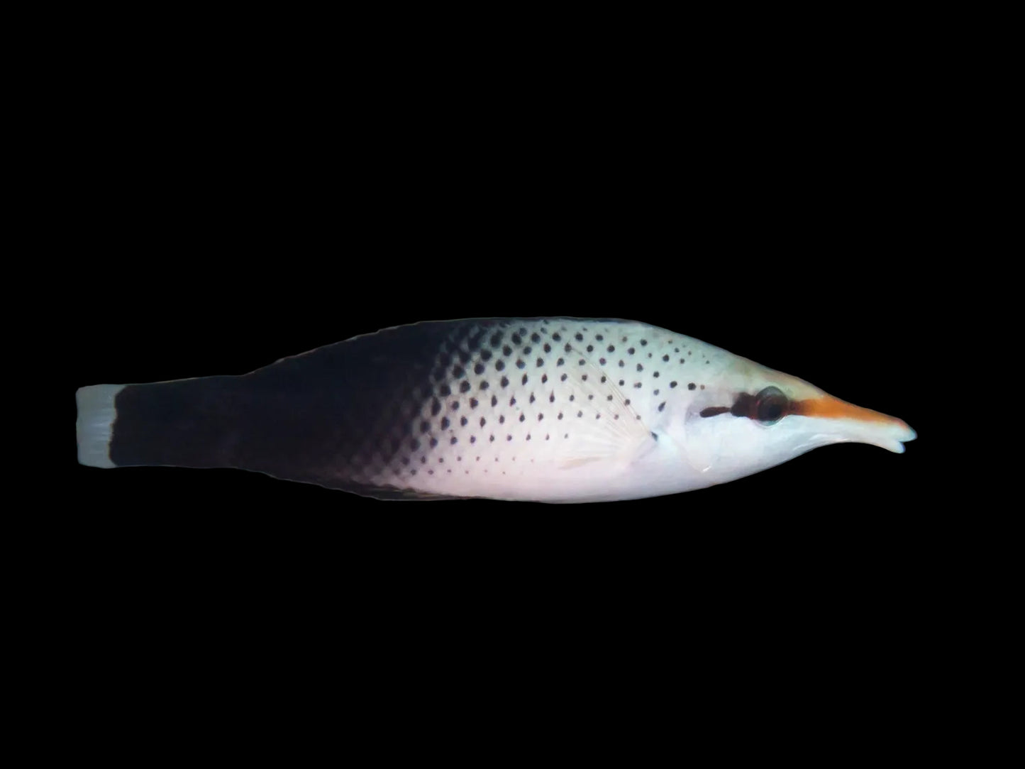 Brown bird wrasse (female)