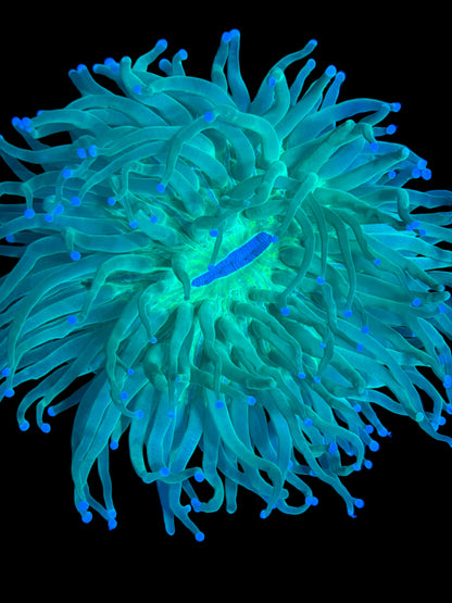 Long tentacle plate coral