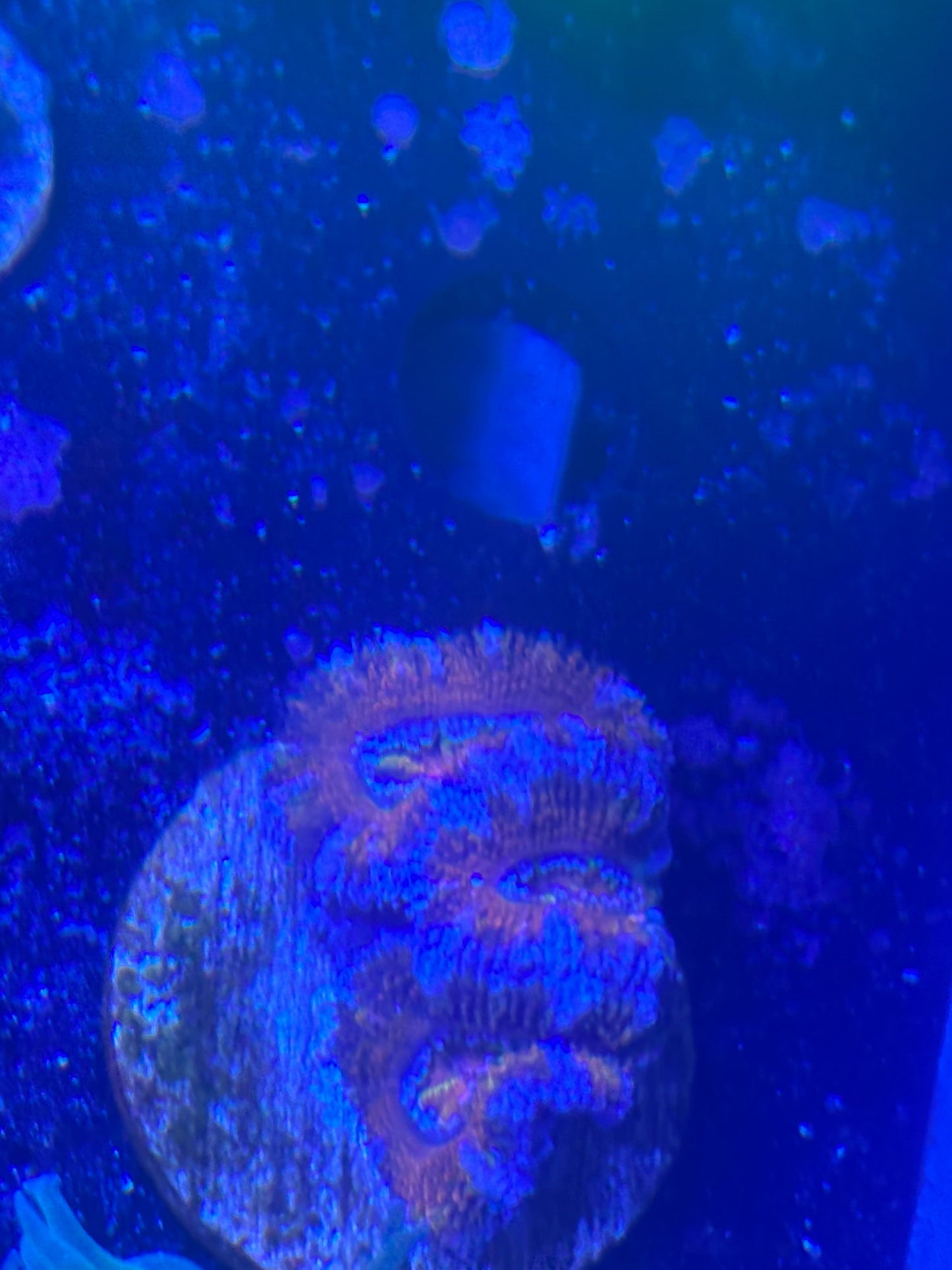 Acan lord red and blue