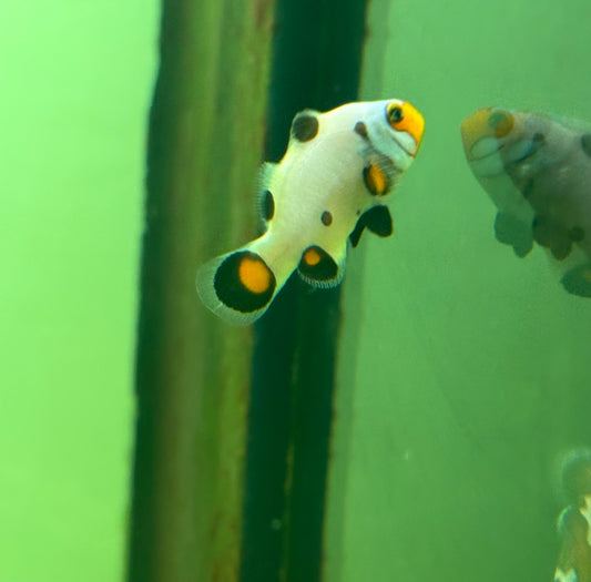 WYOMING WHITE OSCELLARIS CLOWNFISH