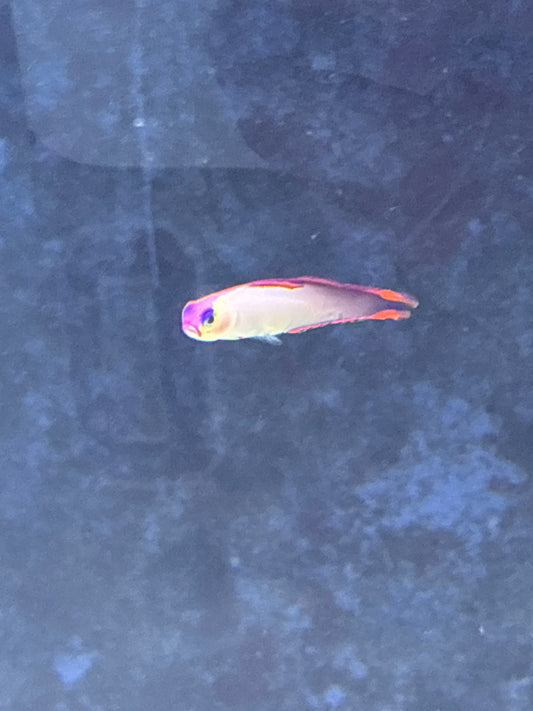 Purple firefish goby