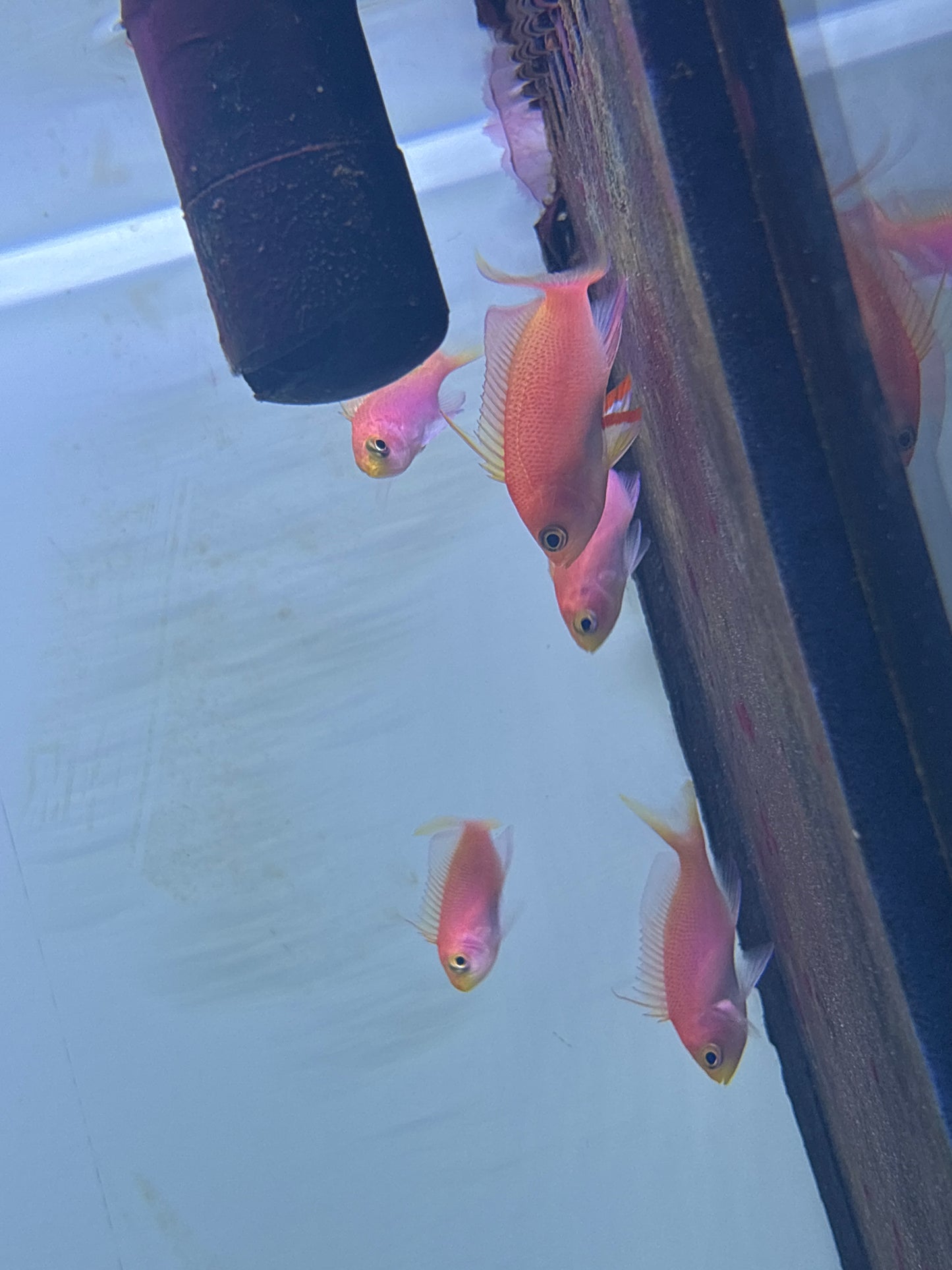 randall’s anthias female