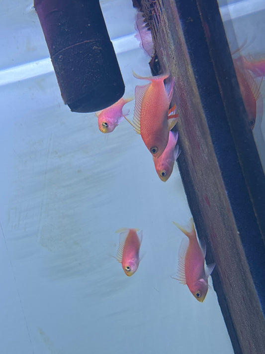 randall’s anthias female