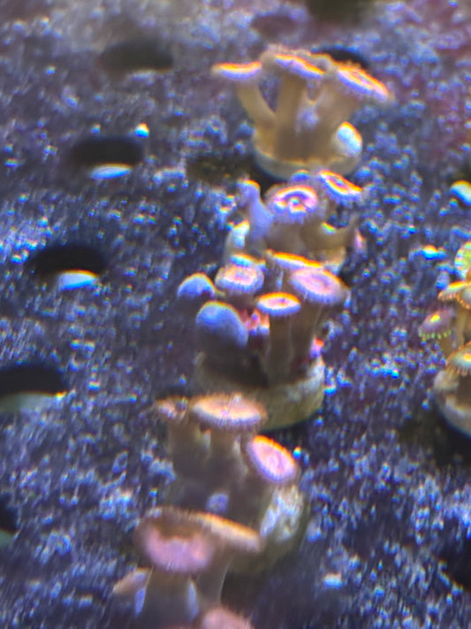 Pink Panther Zoas