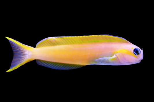 Midas Blenny