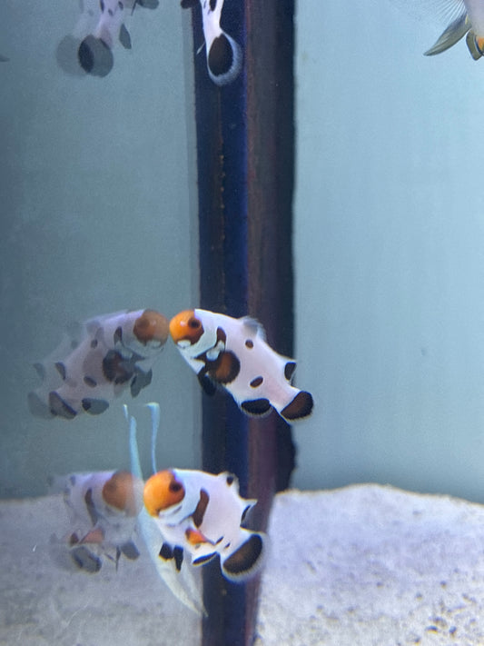 Dalmatian Clown