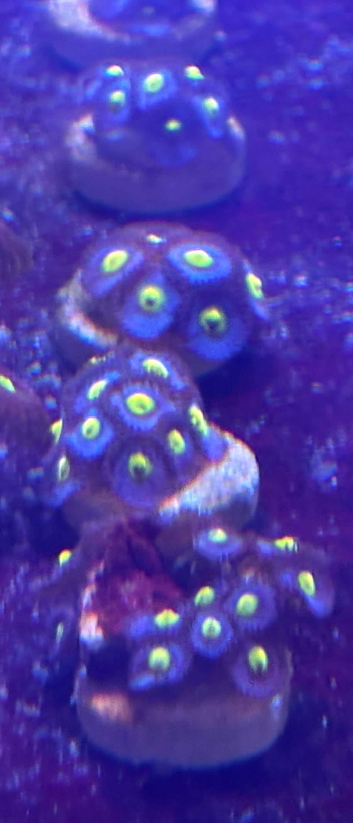 AOI zoas