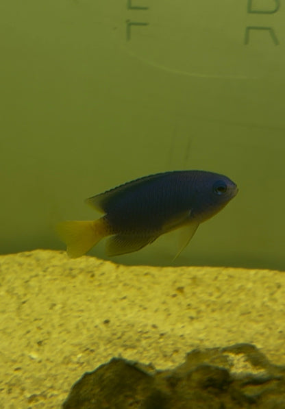 yellowtail damsel