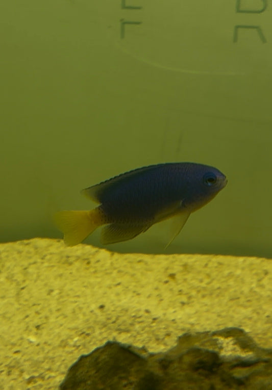 yellowtail damsel