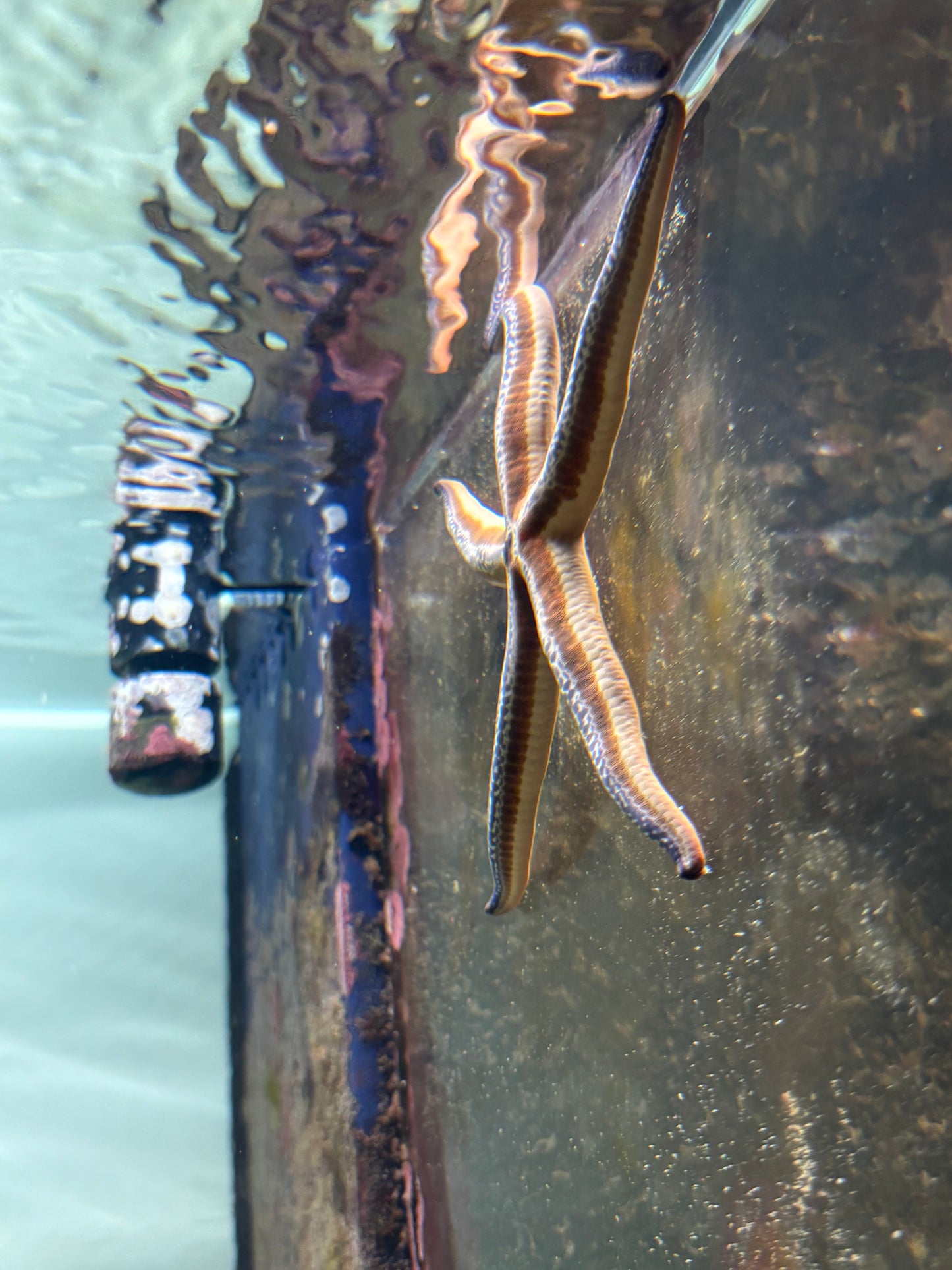tricolor Linkia Starfish
