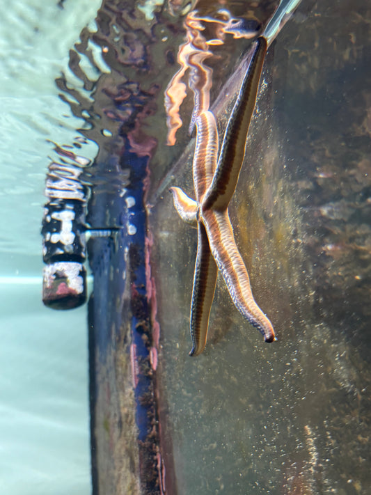 tricolor Linkia Starfish