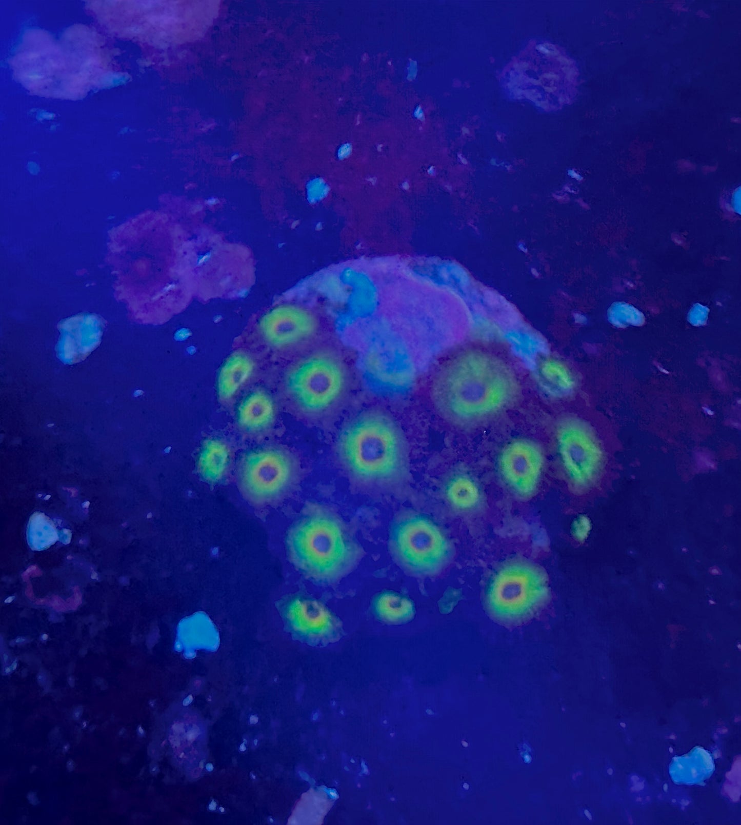 Bob Marley zoas