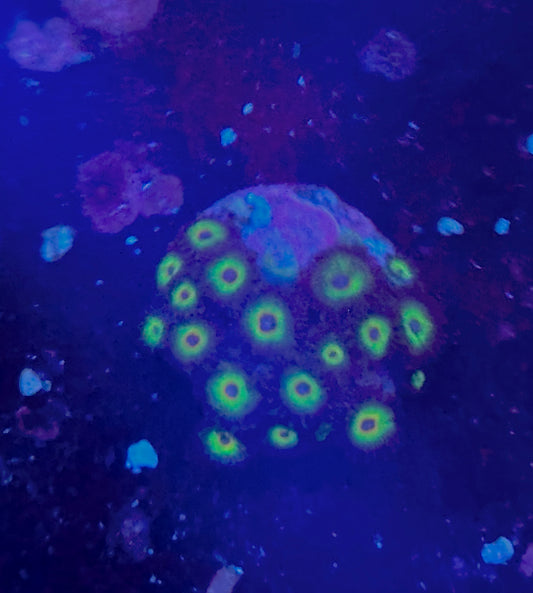 Bob Marley zoas