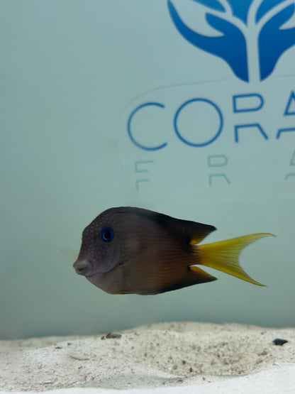 Two Spot Bristletooth tang